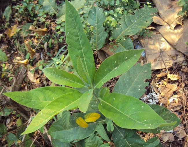 Cù đèn - Croton oblongifolius Roxb., thuộc họ Thầu dầu - Euphorbiaceae.
