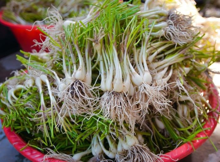 Cây củ kiệu