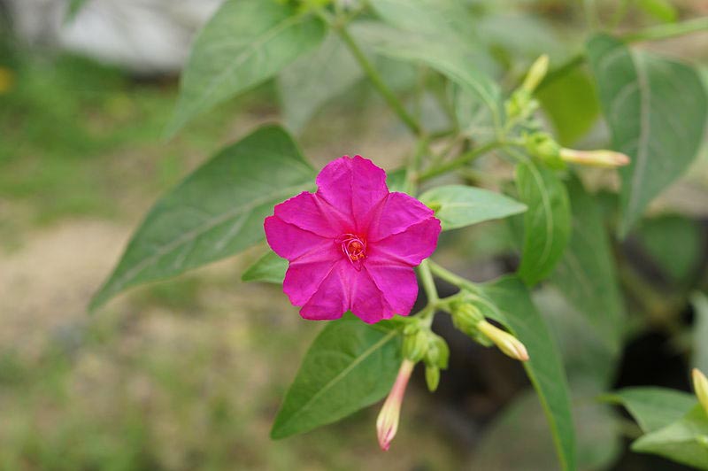 Hoa phấn, Bông phấn, sâm ớt, yên chi hay còn gọi là hoa bốn giờ (vì nó thường nở hoa sau 4 giờ chiều) có danh pháp hai phần: Mirabilis jalapa, là một loại thực vật thân thảo trồng làm cây kiểng. Cây này xuất phát từ Peru, Nam Mỹ.
